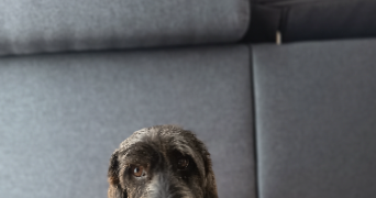 kevin pet sitter à ST MARCEL LES VALENCE 26320_4