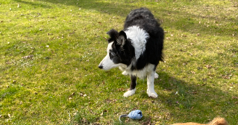 marie pet sitter à LYON 09 69009_6