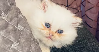 caroline cat sitter à ORPHIN 78125