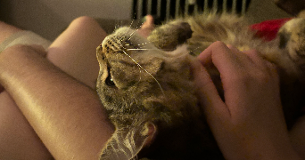 Éden pet sitter à LYON 08 69008_9