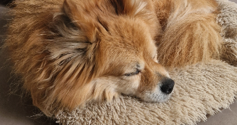 julie pet sitter à ANNECY 74600_9