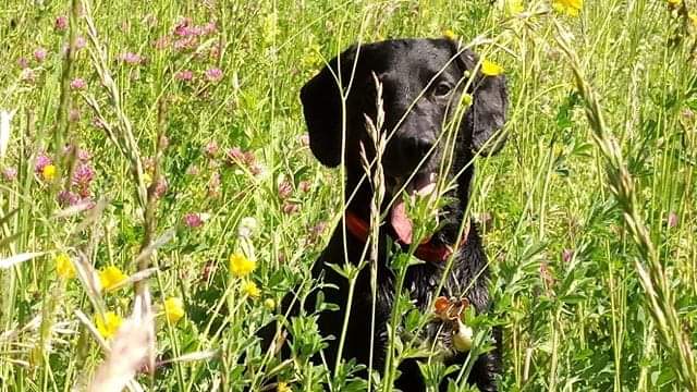 Nathalie dog sitter à Brié-et-Angonnes 38320_0