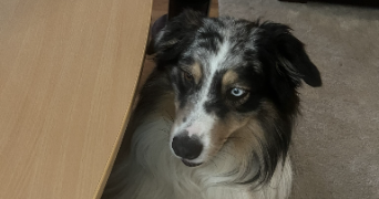 antoine pet sitter à LILLE 59000_2
