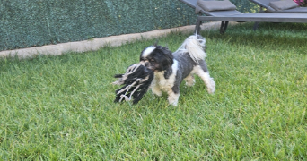 stéphanie pet sitter à LA GARDE 83130_1