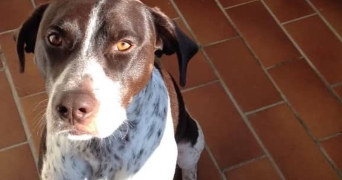 lisa pet sitter à ST MARTIN D HERES 38400_3