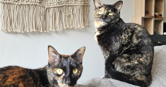 inès pet sitter à LYON 05 69005_1