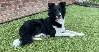 marion pet sitter à AUDINCTHUN 62560