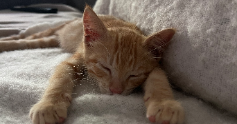 alexia pet sitter à CAMBO LES BAINS 64250_2