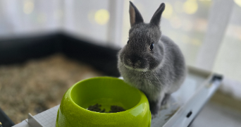 johan pet sitter à VAUVERT 30600_7