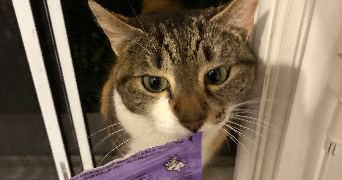 laura pet sitter à LE MANS 72000_3