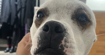 matys pet sitter à Paris 75018_2