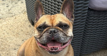 morgane pet sitter à LE MESNIL ST DENIS 78320_5