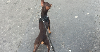 laurine pet sitter à PARIS 13 75013_0