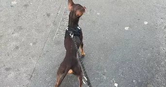 laurine pet sitter à PARIS 13 75013