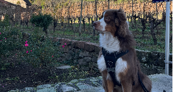 arthur pet sitter à PUGET SUR ARGENS 83480_2