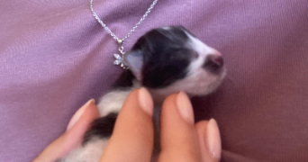 satine pet sitter à Montpellier 34000_5