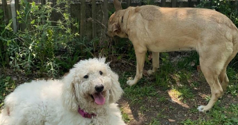 emma pet sitter à Paris 75016_4