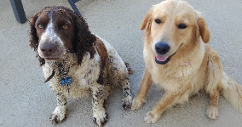 christine  pet sitter à POUZAY 37800_19