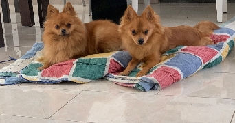 maëlle pet sitter à EPINAY SUR ORGE 91360_1