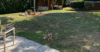 magali dog sitter à LA CHAPELLE LONGUEVILLE 27950_3