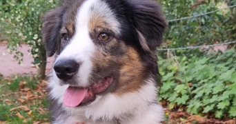 joanna pet sitter à ROUEN 76000_8