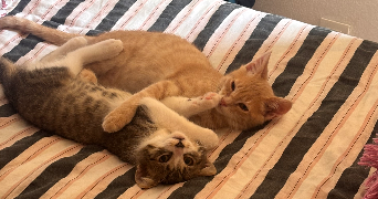 melyne pet sitter à BOURGES 18000_4