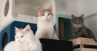 karine pet sitter à PARIS 15 75015_7