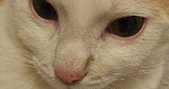 camille pet sitter à DOUAI 59500_2
