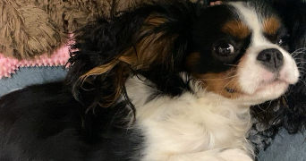 louane pet sitter à SACHIN 62550_3