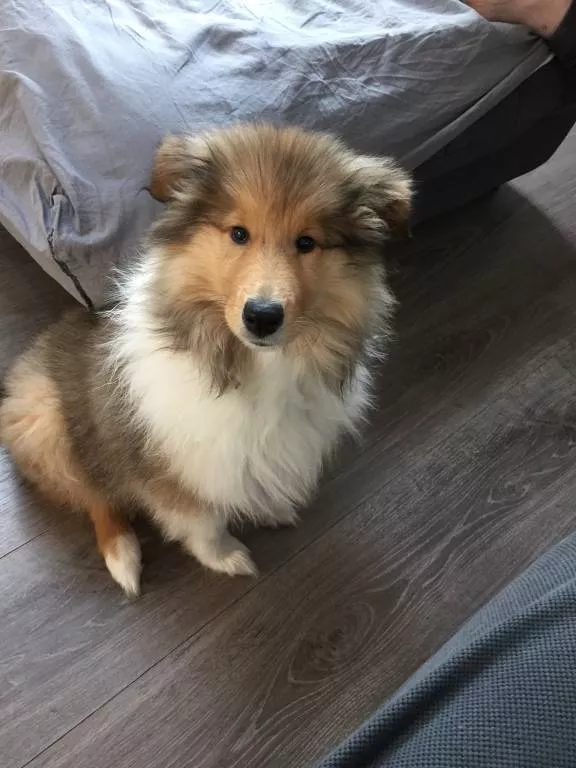 prescilla  pet sitter à Brettnach 57320