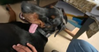 soline pet sitter à Lannion 22300_15