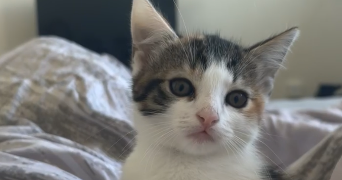 flavie pet sitter à BEAUMONT SUR SARTHE 72170_2