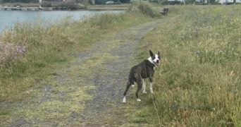 florine pet sitter à AGDE 34300_3