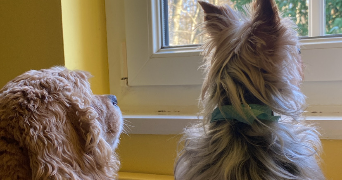 axelle pet sitter à wailly 62217_1