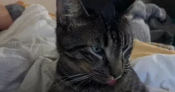 emma pet sitter à LAVAL 53000