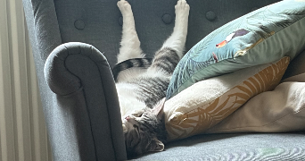 clementine pet sitter à ST LEU LA FORET 95320_7