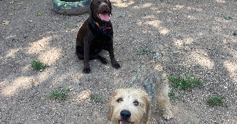 lola pet sitter à ST GENIS LES OLLIERES 69290_9