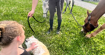louise pet sitter à LE PLESSIS ROBINSON 92350_0