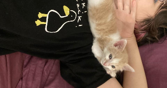 mina pet sitter à QUIMPER 29000_4
