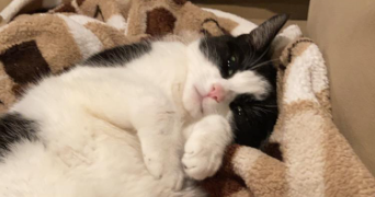 anastasia pet sitter à Nanterre 92000_5