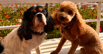 sonia pet sitter à LYON 08 69008_1