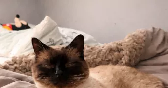 syntia pet sitter à EYRAGUES 13630