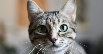 mélissa cat sitter à TOULOUSE 31100_1