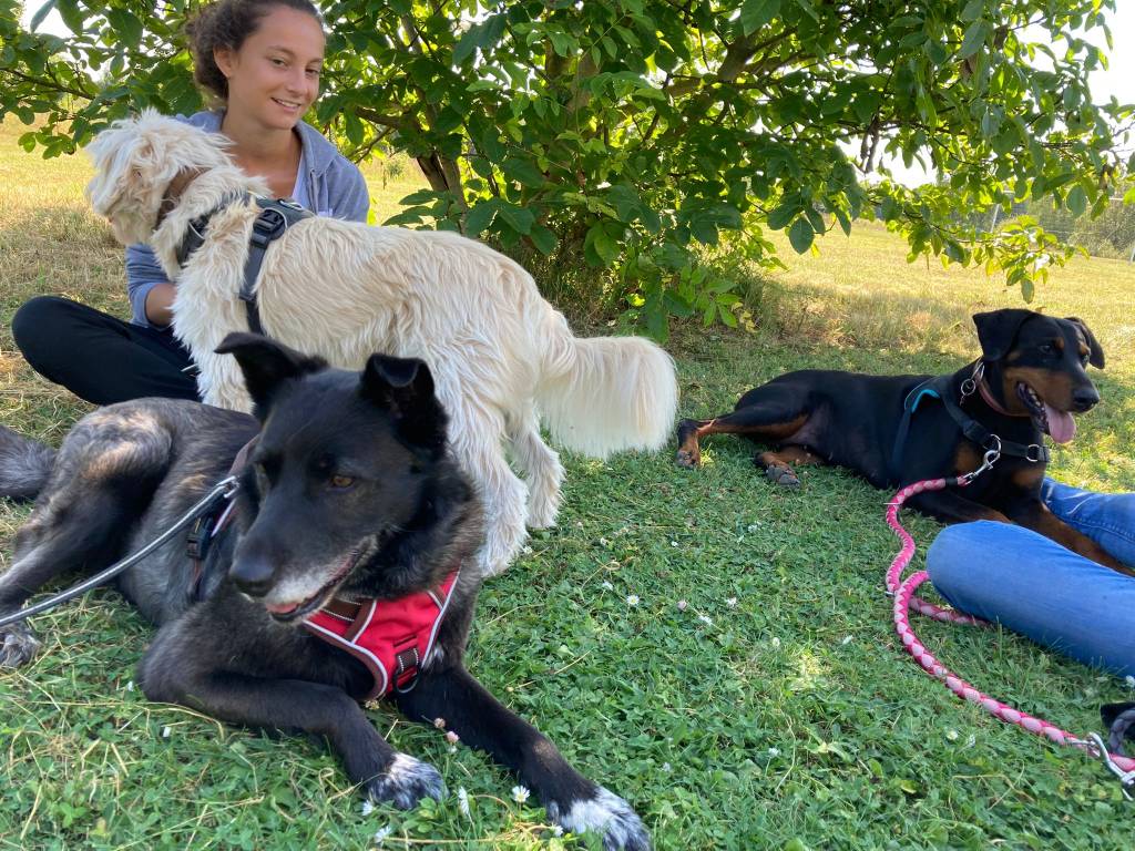 laura pet sitter à Amiens   80000_4