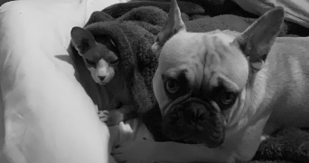 maeli pet sitter à CHAVANOD 74650_2