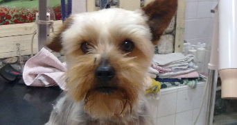 pascale pet sitter à GRAND AIGUEBLANCHE 73260_0