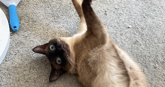 oriane pet sitter à Montigny-le-Bretonneux 78180_6