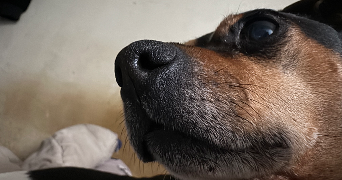 ludona pet sitter à IVRY SUR SEINE 94200_2