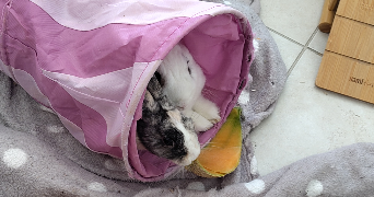 lili pet sitter à Vitrolles 13127_9