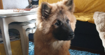 karine pet sitter à APT 84400_8